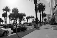 这是一张阳光明媚的街道的灰度图像，两旁排列着棕榈树