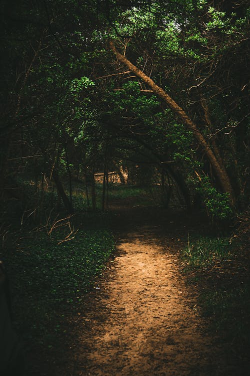 A Footpath between Trees
