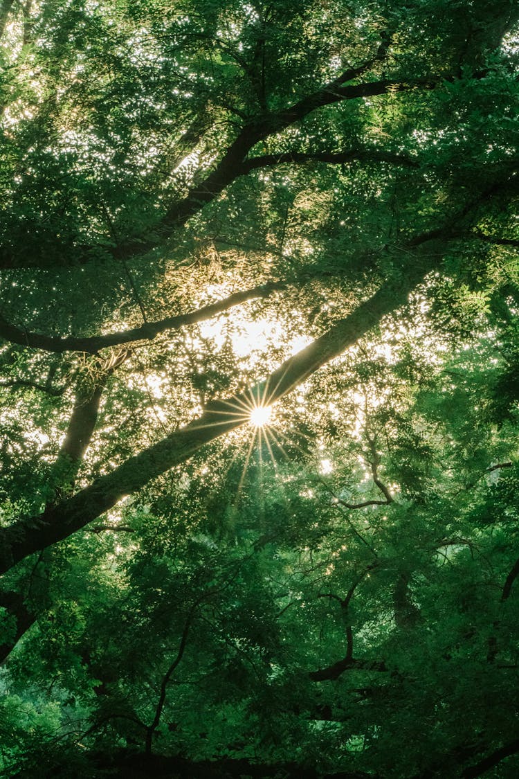 Sunlight Behind Green Tree Leaves