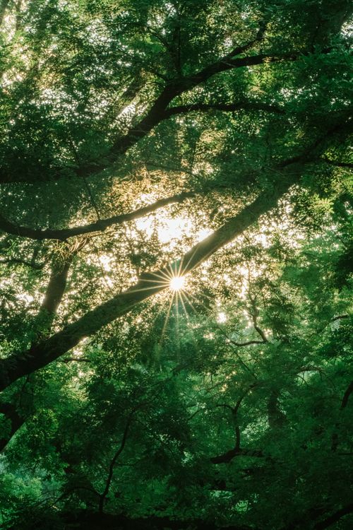 Free Sunlight beautifully filters through the lush green leaves of a tree, creating a serene natural scene. Stock Photo