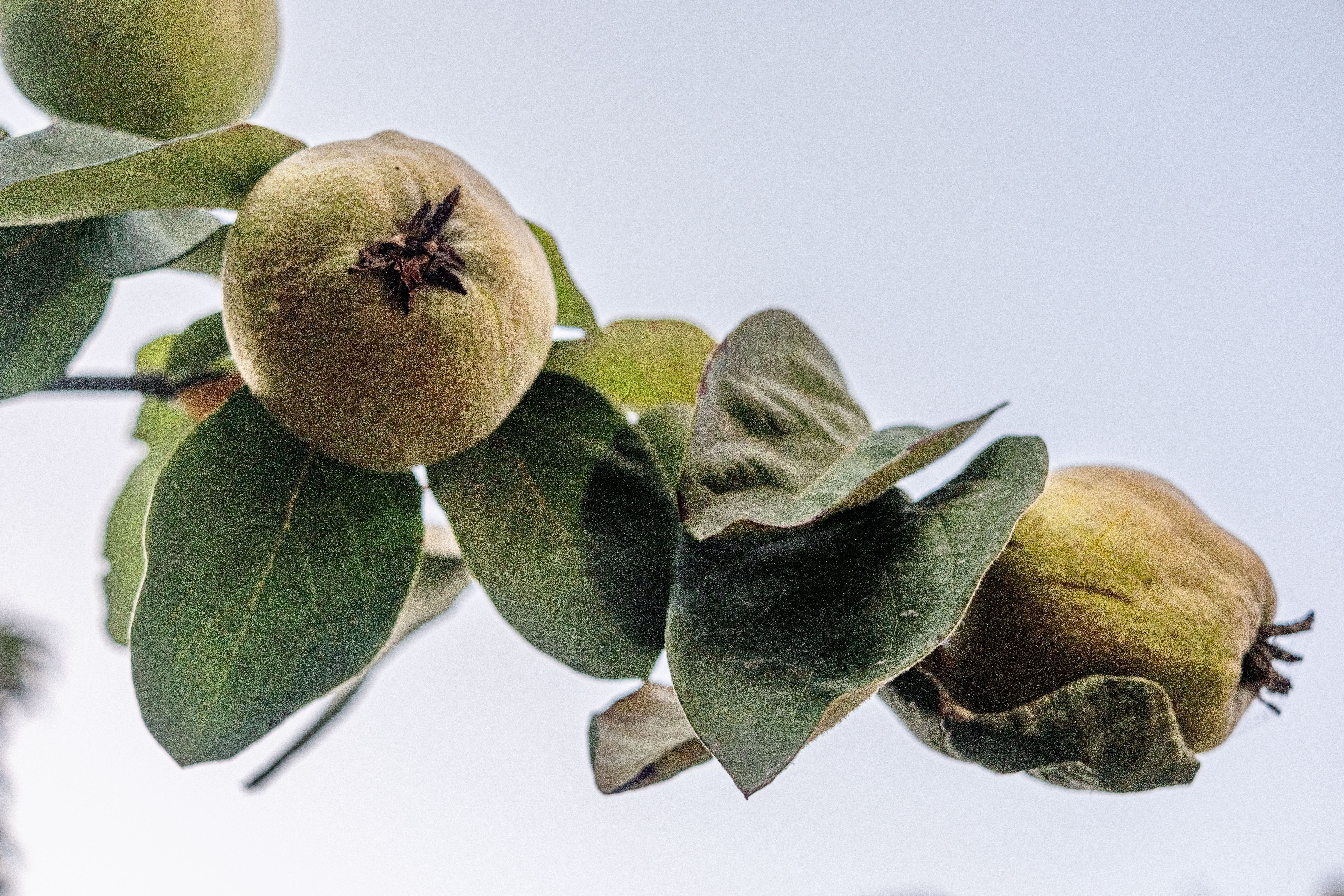 Fruit, edible; quinces, fresh