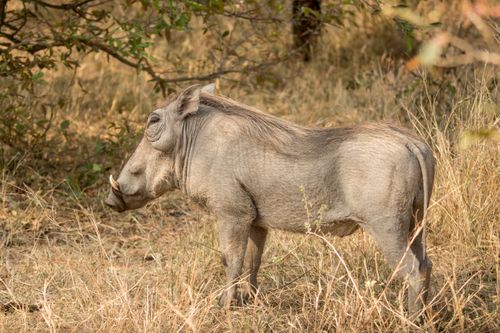 Free A warthog stands amidst dry grass in Kruger National Park, showcasing wildlife in its natural habitat. Stock Photo