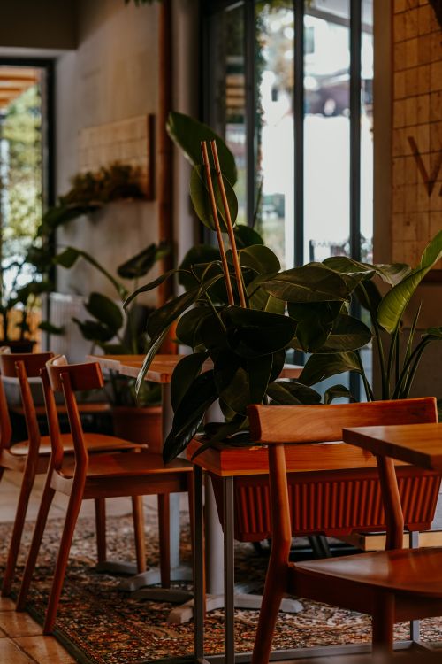 Free Warm and inviting interior of an Ankara café featuring wooden furniture and lush plants. Stock Photo