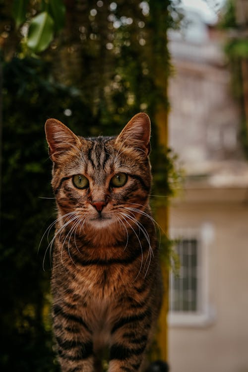 Foto d'estoc gratuïta de adorable, bufó, de peluix