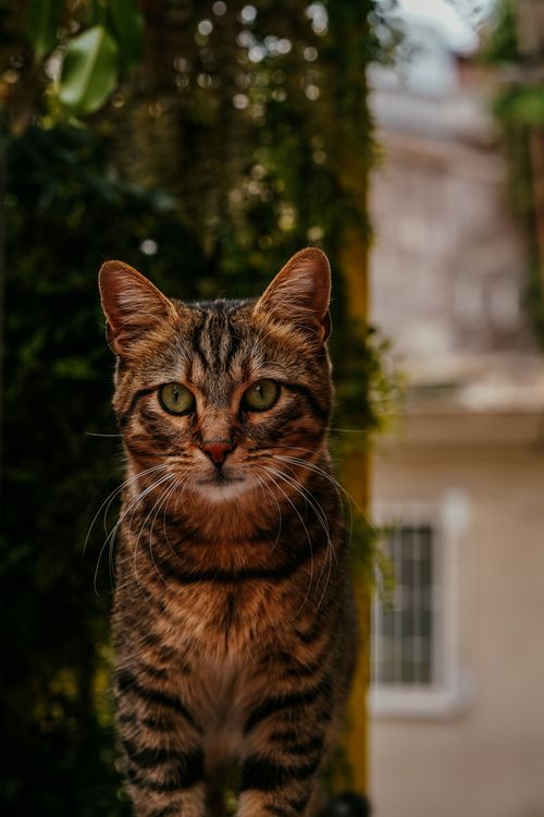 Free Adorable fluffy tabby cat with striking green eyes in an outdoor setting in Ankara, Turkey. Stock Photo