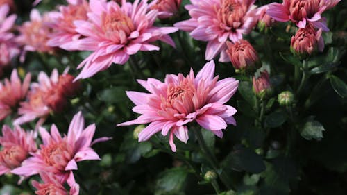 Blooming Pink Dahlias