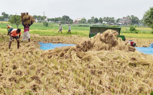 Free Tiamon threshing rice Stock Photo