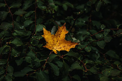 Безкоштовне стокове фото на тему «зростання, листя, осінь»