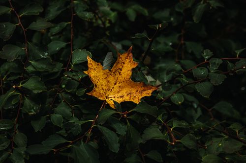 Free A vivid yellow maple leaf resting on lush green foliage, symbolizing autumn's beauty. Stock Photo