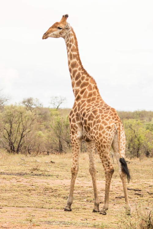 Ingyenes stockfotó állatfotók, Dél-Afrika, fényképek a vadvilágról témában