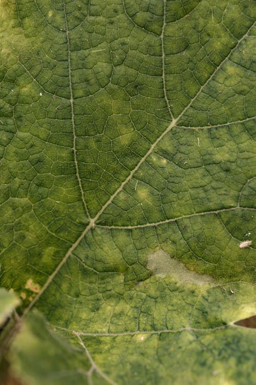 Texture of Fleshy Leaf