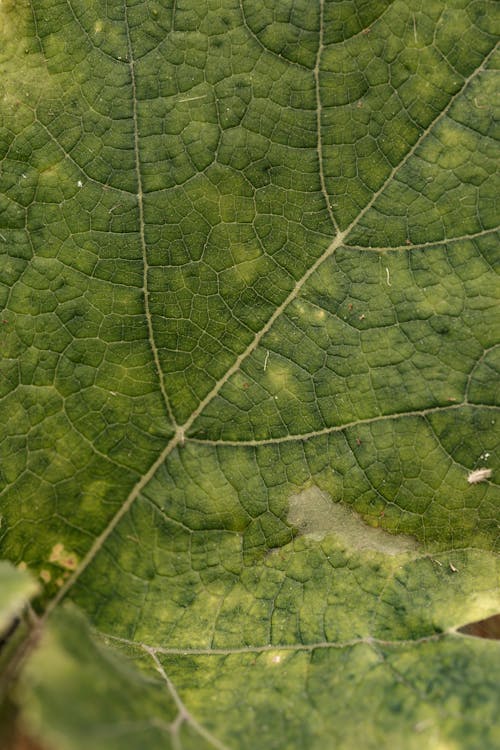 Kostenloses Stock Foto zu blatt, fleischig, pflanze