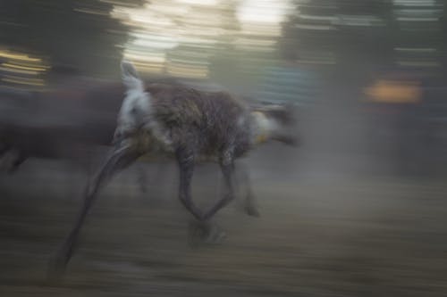 Darmowe zdjęcie z galerii z hägn, jasny, lapland