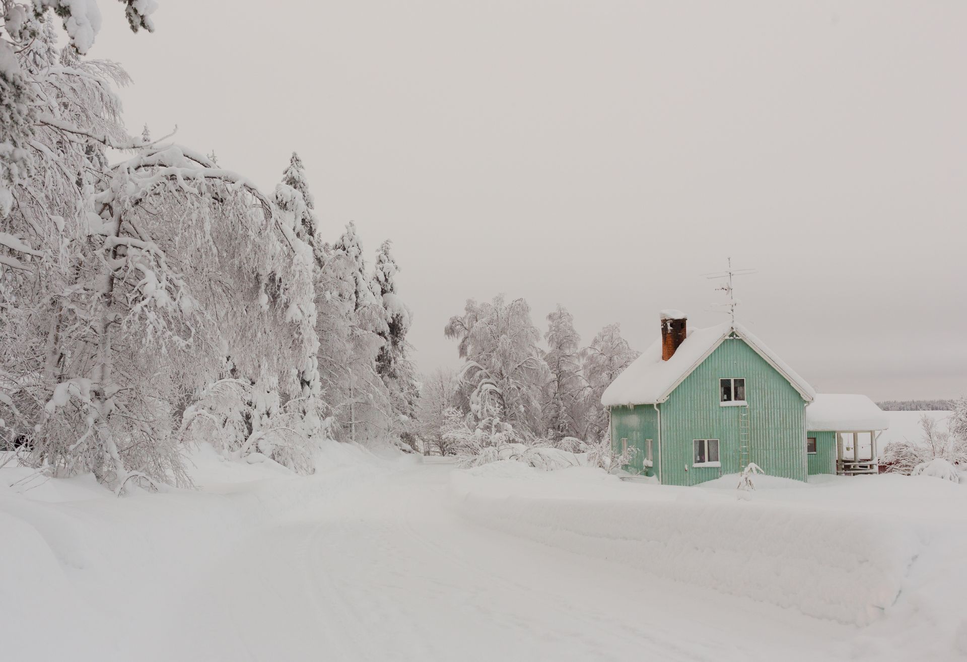 Snowy Trees by Green House in Finland