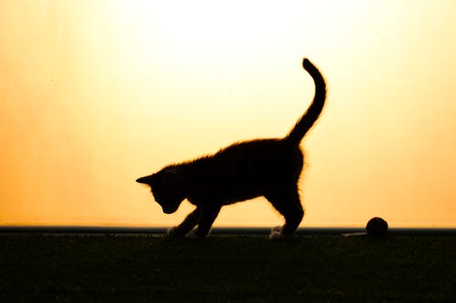 Immagine gratuita di erba, fotografia di animali, gatto