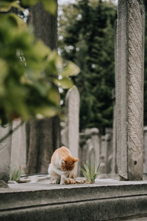 Free A serene ginger cat sits on an ancient stone surrounded by historical monuments and greenery. Stock Photo