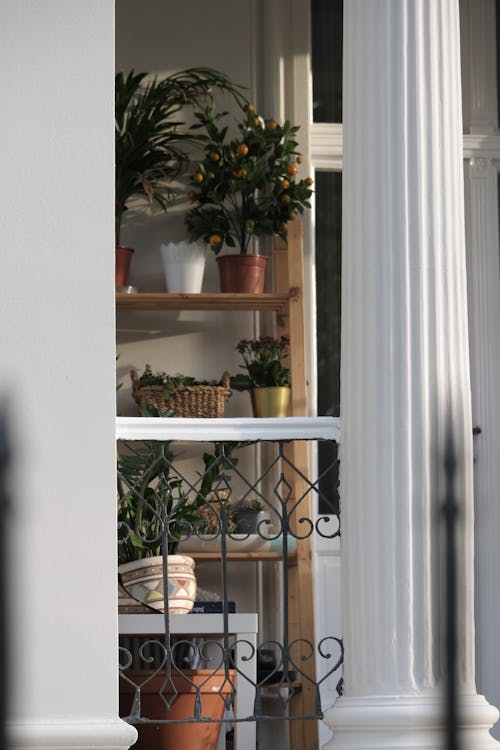 Potted Plants on a Shelf