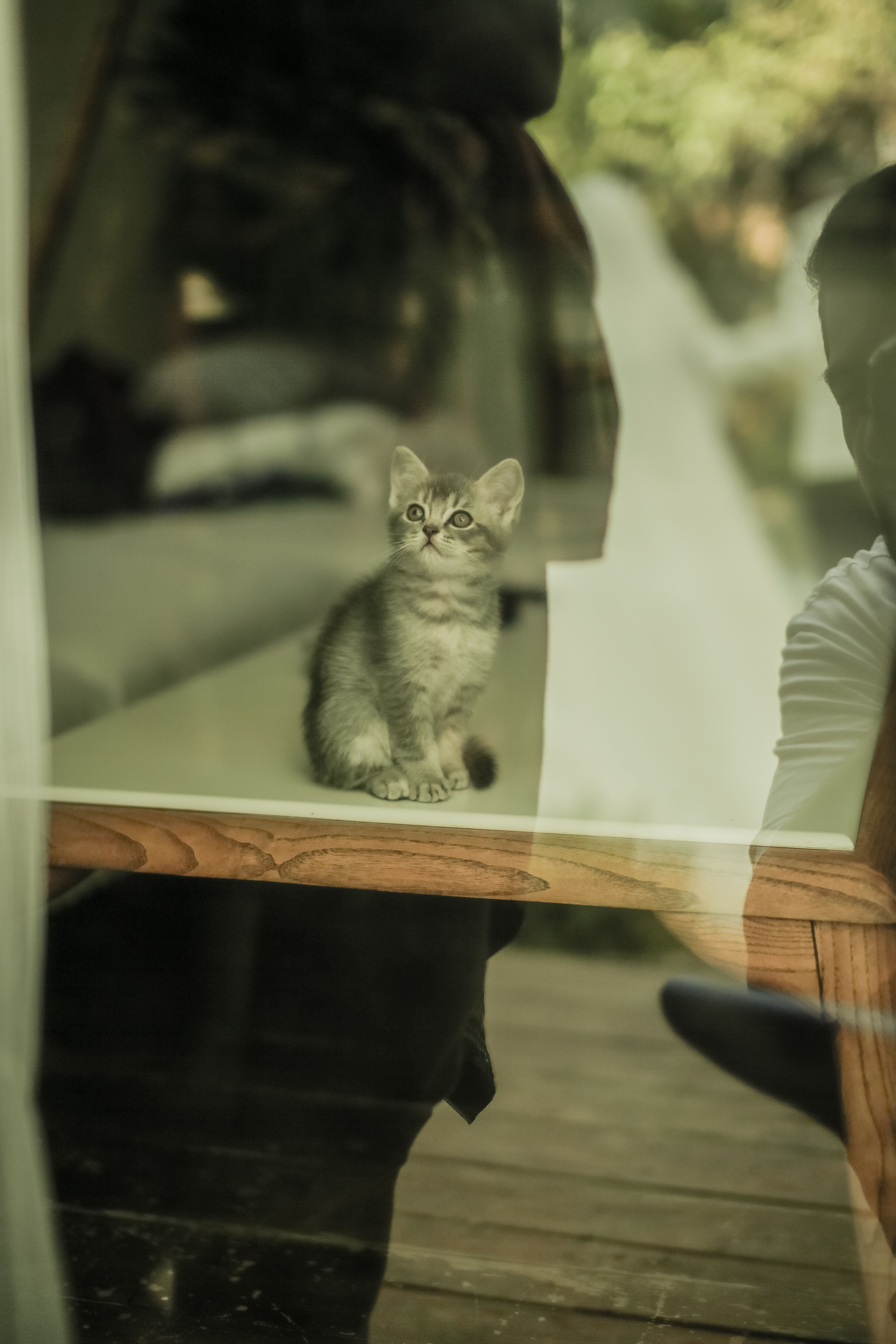 Cat Lying Down on a Stool Beside Glass Windows · Free Stock Photo