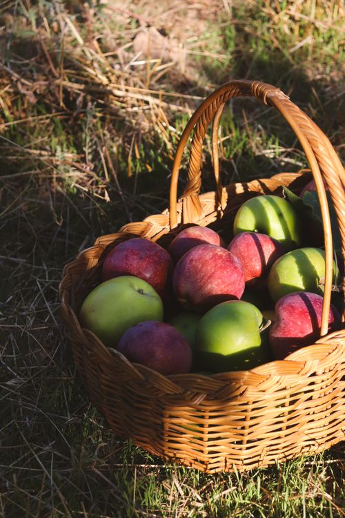 Free A basket filled with freshly picked green and red apples on grass, showcasing the beauty of harvest season. Stock Photo