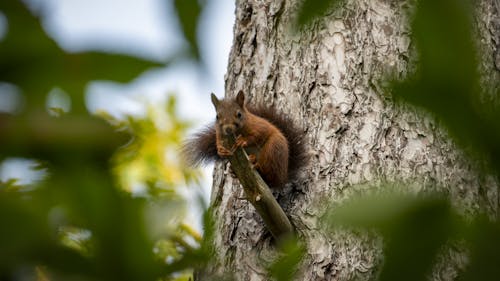 Foto d'estoc gratuïta de arbre, caure, esquirol