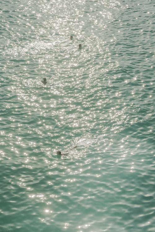 Foto profissional grátis de água, férias, nadando