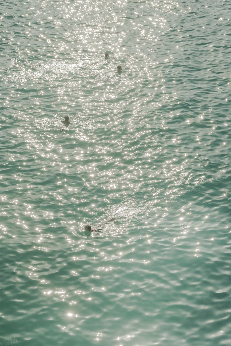 People Swimming In Shiny Water