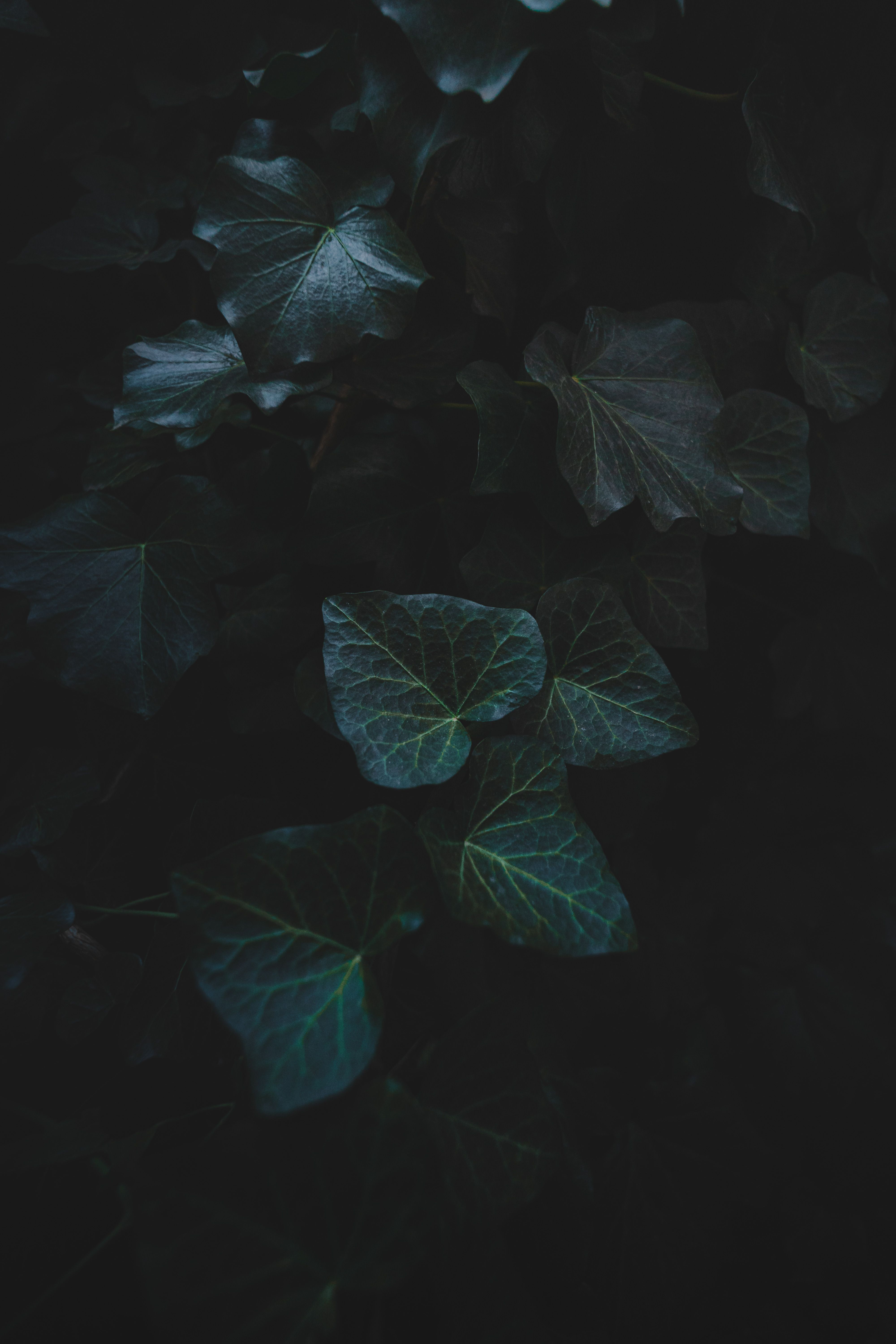 Dark green leaves with moody nighttime atmosphere