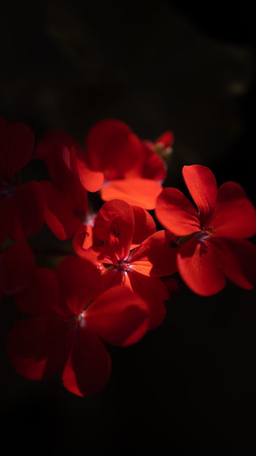 Close up of Red Flowers