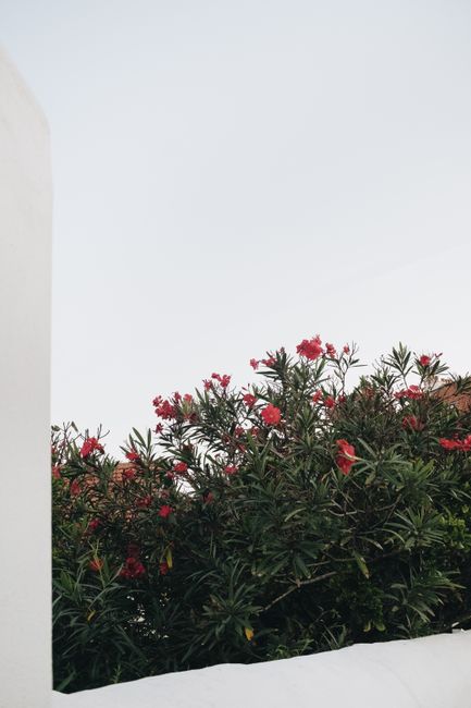 Stunning red oleander flowers against a clean, minimalist backdrop, creating a soothing natural aesthetic.