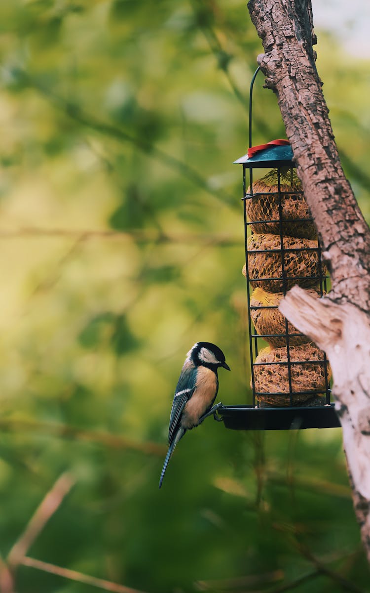 Great Tit Bird On Feeder