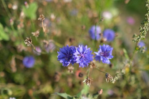 Free Close-up of vivid blue cornflowers in a sunny meadow, Klippinge, Denmark. Stock Photo