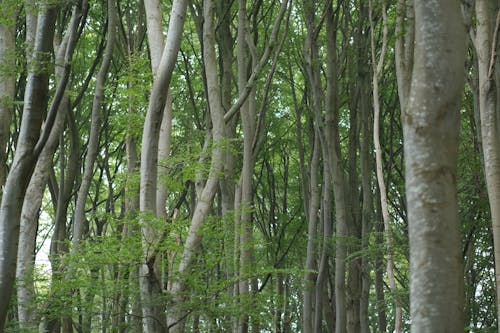 Foto d'estoc gratuïta de arbre, arbres, bosc