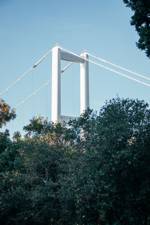 Free Suspension bridge tower visible above lush green trees under clear blue sky. Stock Photo