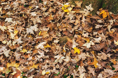 Autumn Leaves on Ground