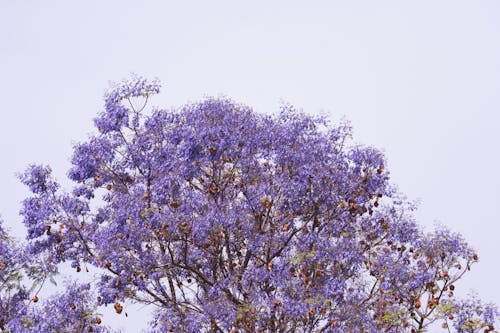 Purple Blossoming Tree in Spring