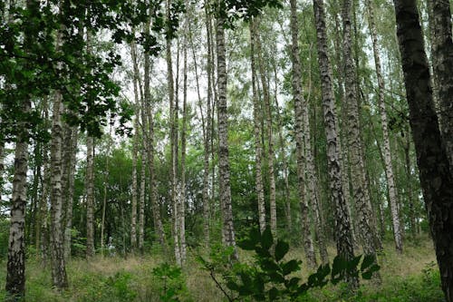 birches, huş ağacı, orman içeren Ücretsiz stok fotoğraf