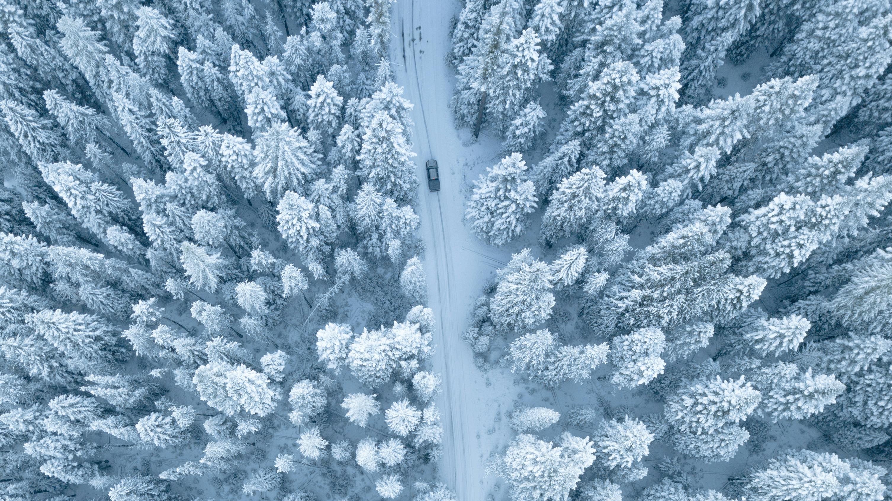 aerial photography of pine trees covered with snow