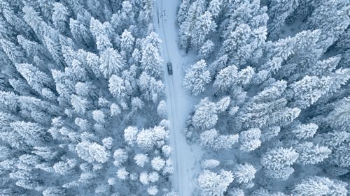 空中攝影的松樹覆蓋著雪