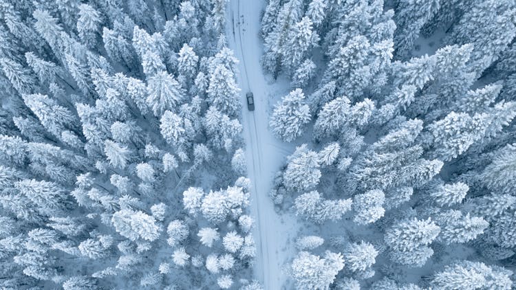 Aerial Photography Of Pine Trees Covered With Snow