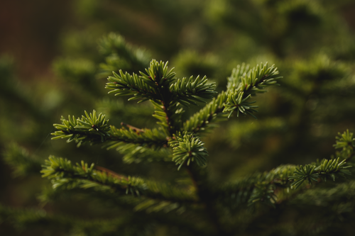 Free Detailed view of vibrant green pine needles on an evergreen tree, capturing the essence of nature. Stock Photo