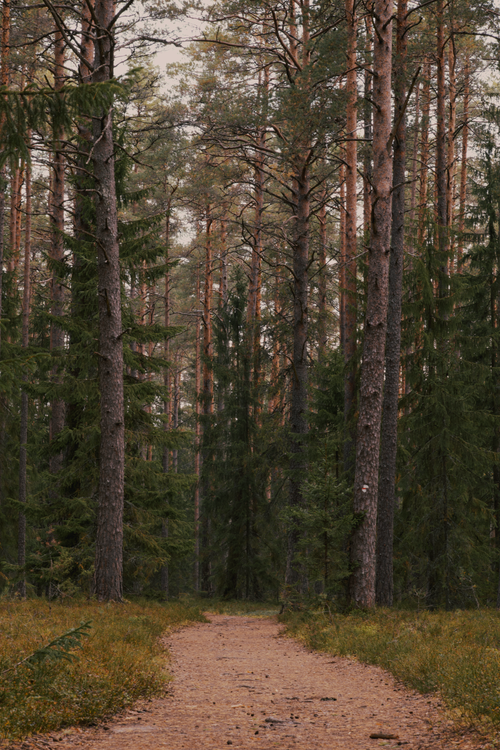Free Serene footpath through a dense pine forest, capturing the essence of nature's tranquility. Stock Photo