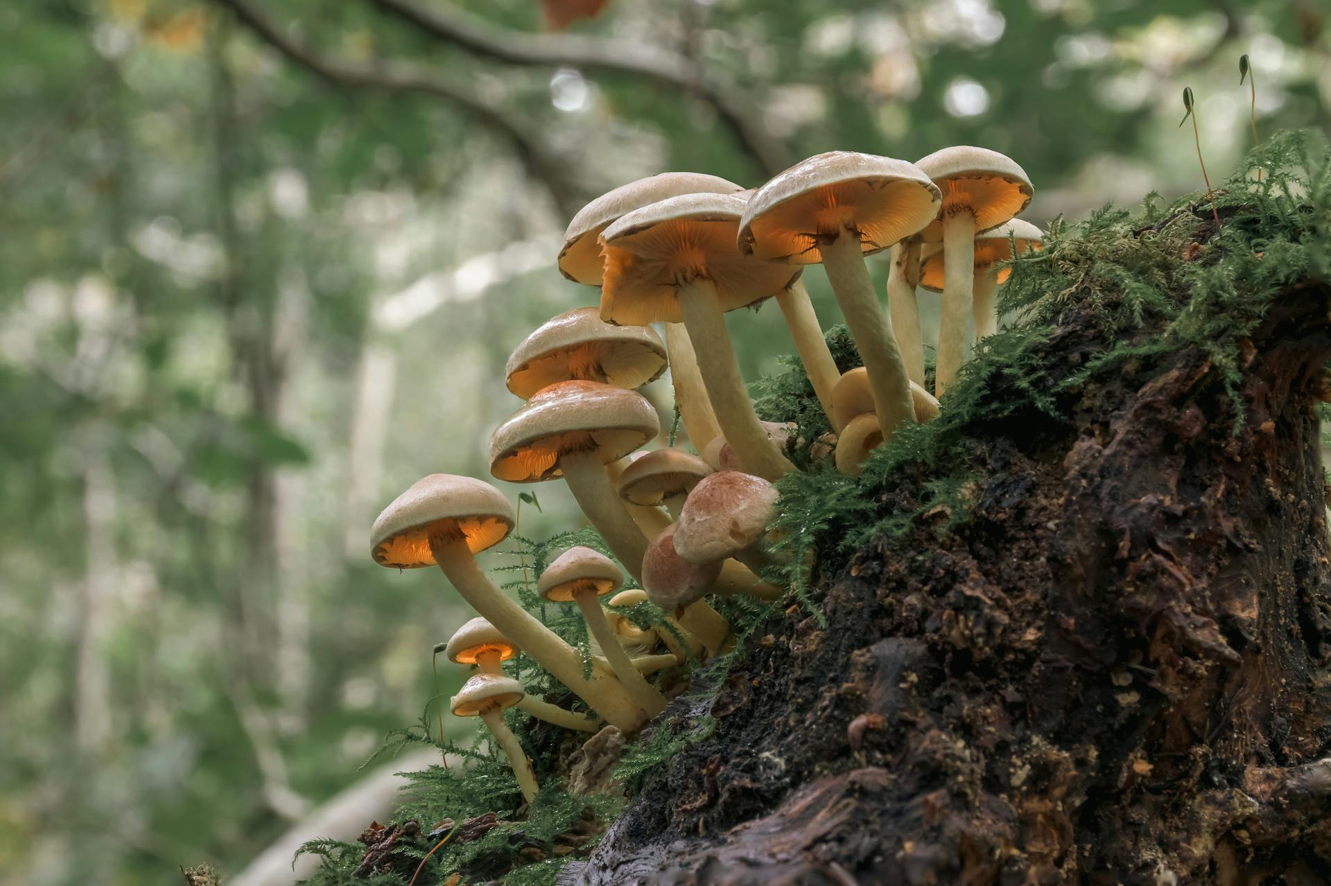 Cluster of Sulfur Tuft Mushrooms