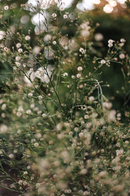 Branch of White Flowers 