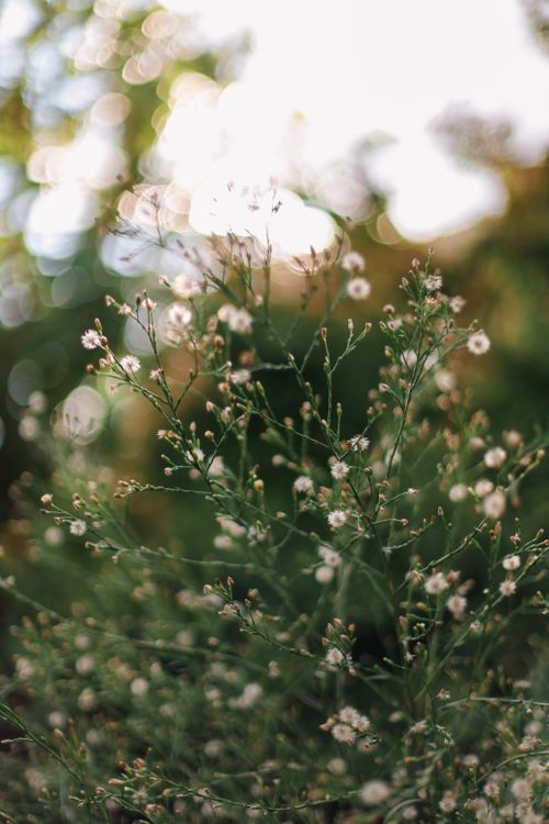 Free Close-up of white wildflowers in a sunlit garden, capturing nature's delicate beauty. Stock Photo