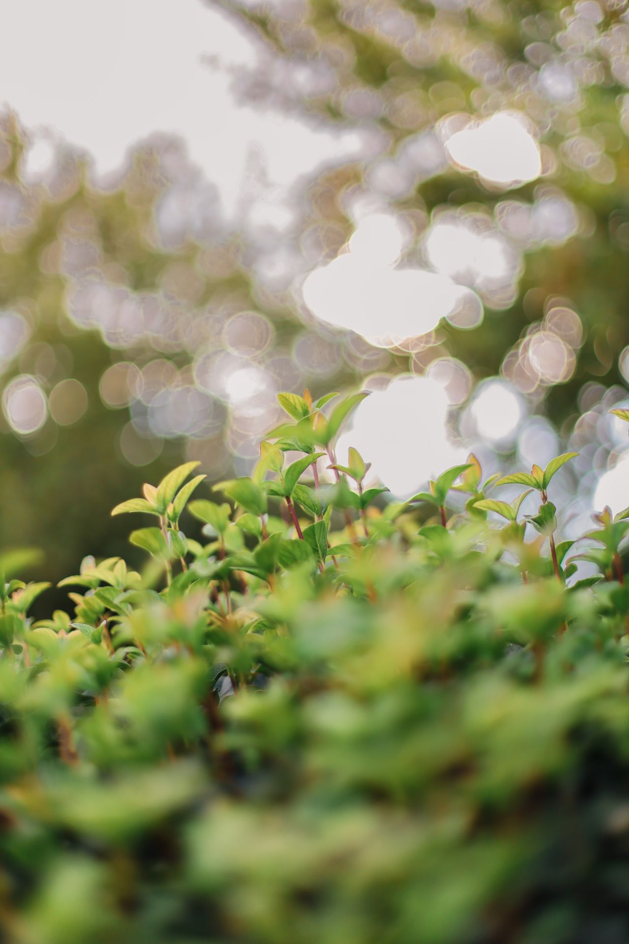 Close-up of lush green bush leaves with soft bokeh sunlight in the background, evoking a calming natural feel.