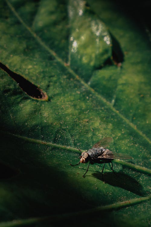 Fly Sitting on a Green Leaf