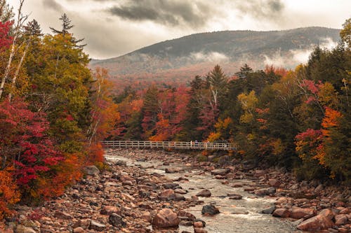 Colorful Forest around River in Autumn