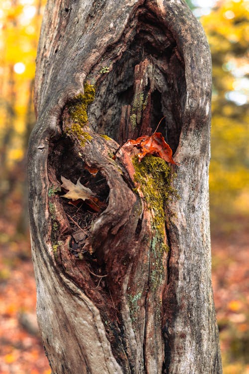 Foto d'estoc gratuïta de arbre, bosc, caure