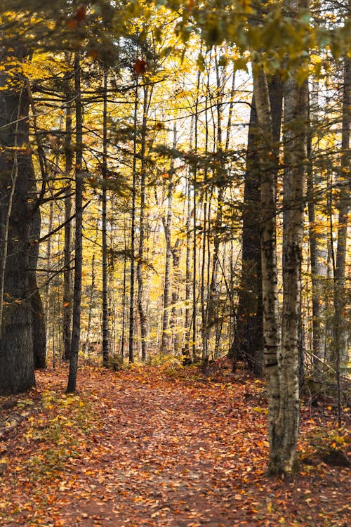 Darmowe zdjęcie z galerii z drzewa, jesień, kolorowy