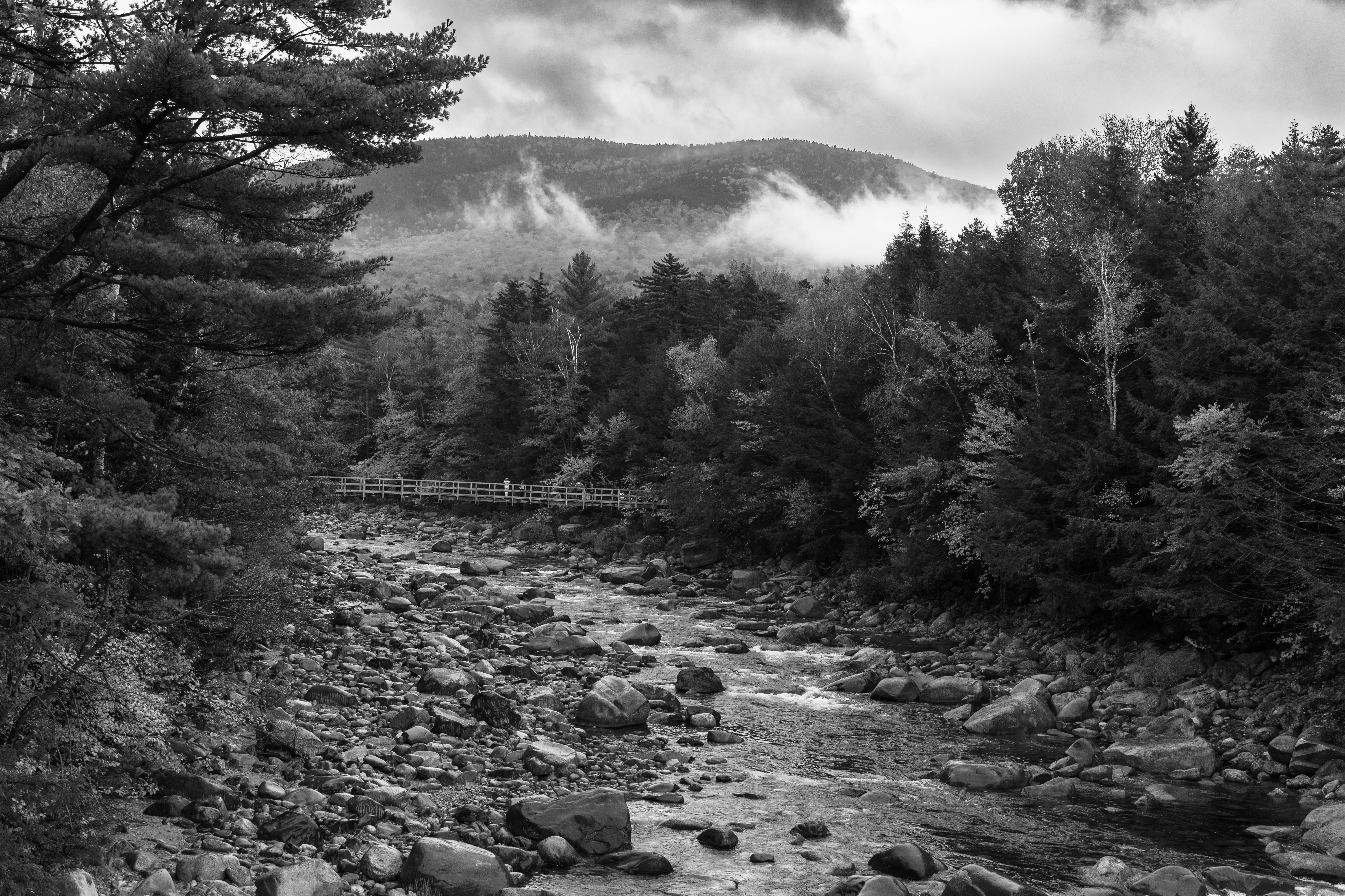 Forest and River in Black and White · Free Stock Photo
